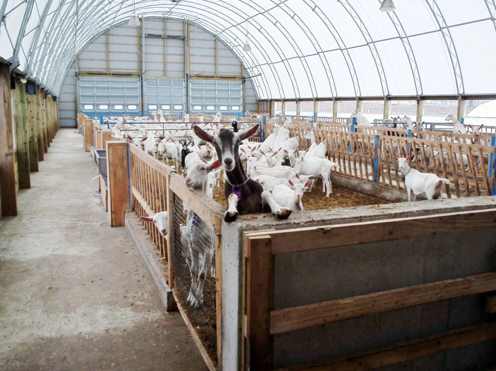 CC-Series-52x144-Ag-Goat-Barn